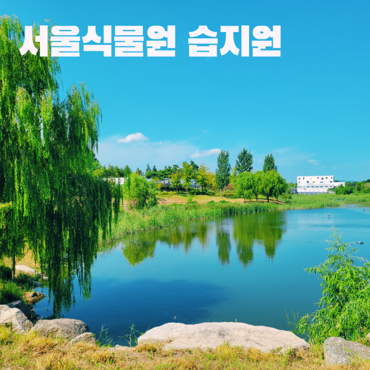  서울식물원 호수원 습지원 마곡 가볼만한 곳 걷기 좋은 힐링 산책 코스