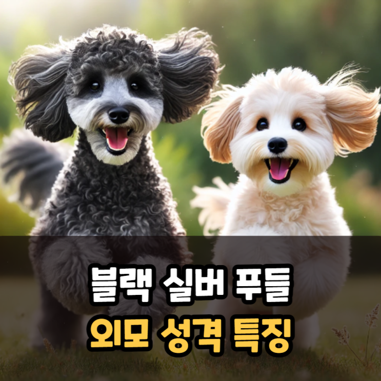  블랙실버푸들 외모 성격 특징