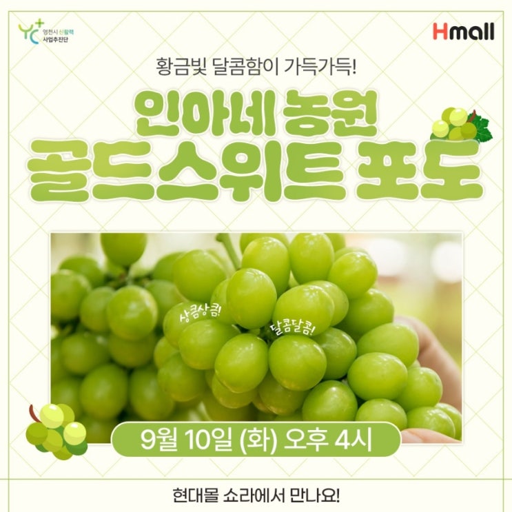  인아네 농원 인스타그램 오픈특가 Hmall 라이브 쇼핑진행
