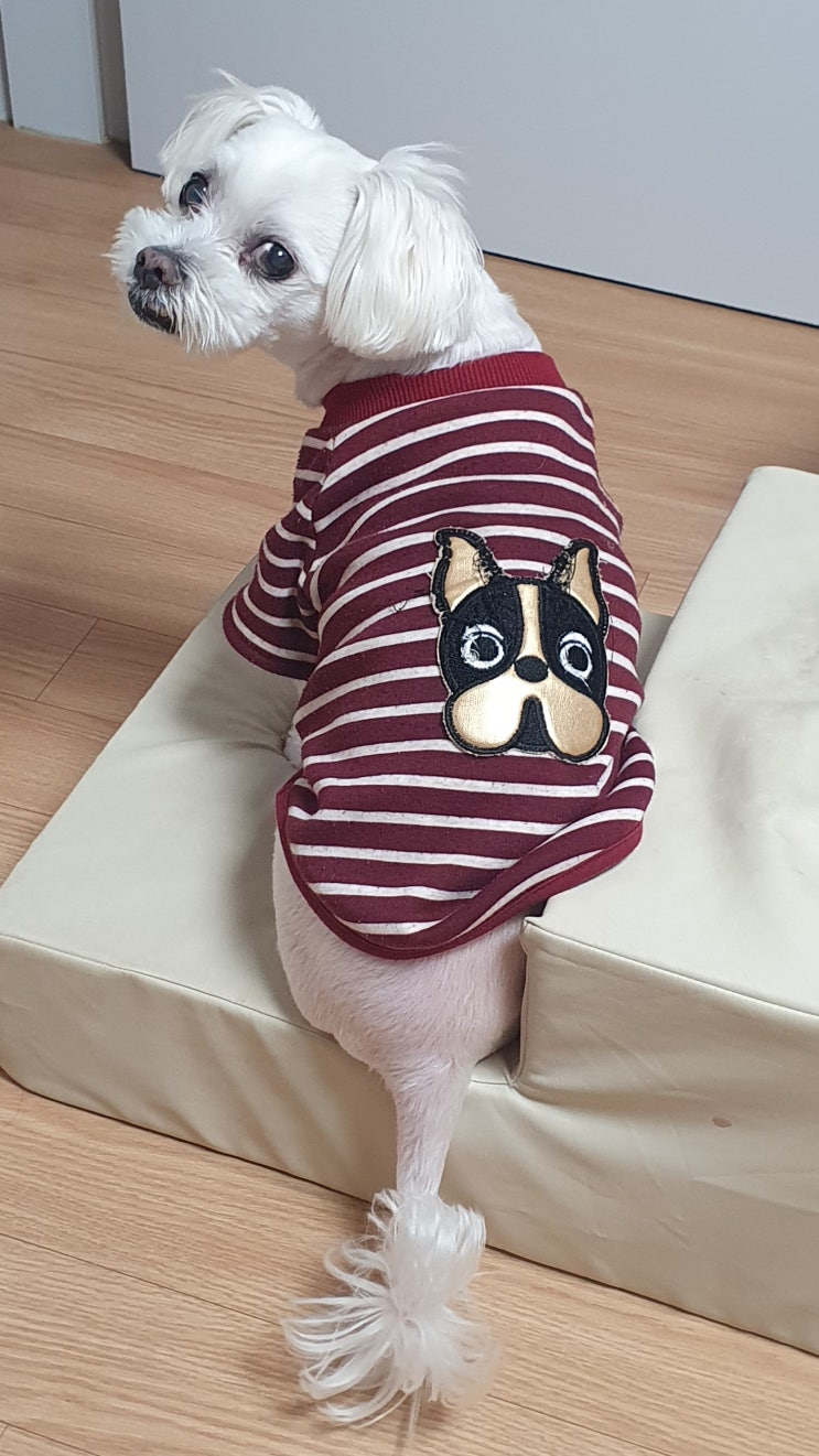  원활한 멍멍적 예술혼을 불태우기 위한 케이펫페어