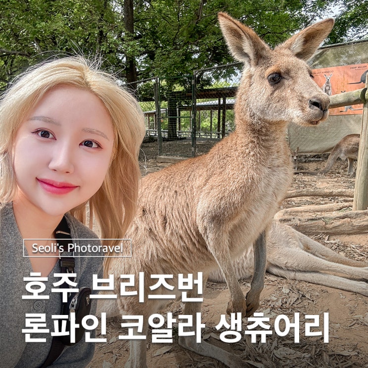  브리즈번 가볼만한곳 론파인 코알라 생츄어리 입장료 시간