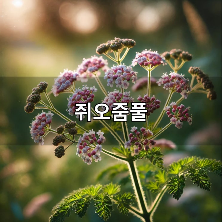  쥐오줌풀 효능과 먹는 법 불면증 완화에 탁월한 천연 허브