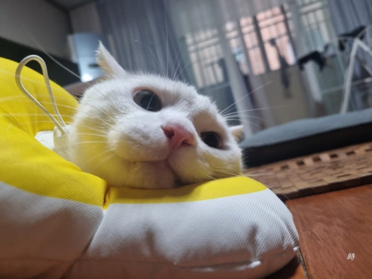  카메라를 참 좋아해