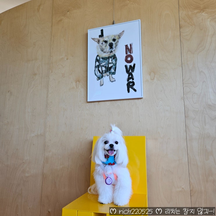  영종도애견카페 BON9 봉구 실내애견동반 야외 반려견운동장 후기