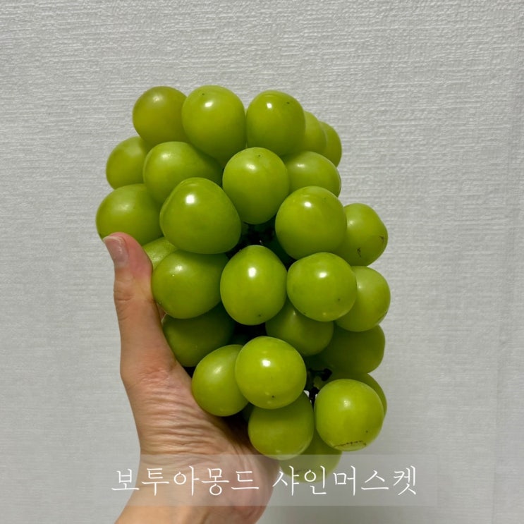  보투아몽드 고당도 샤인머스켓 1.5kg 경북 경산 농장에서 바로 보내주는 청포도 명절선물로 제격임
