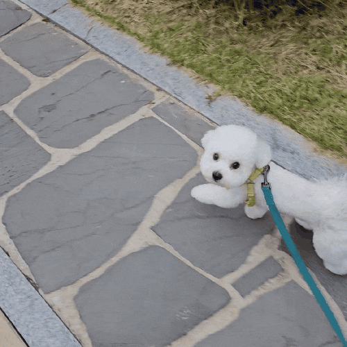  강아지 시금치 먹어도 야채 섭취 되나요