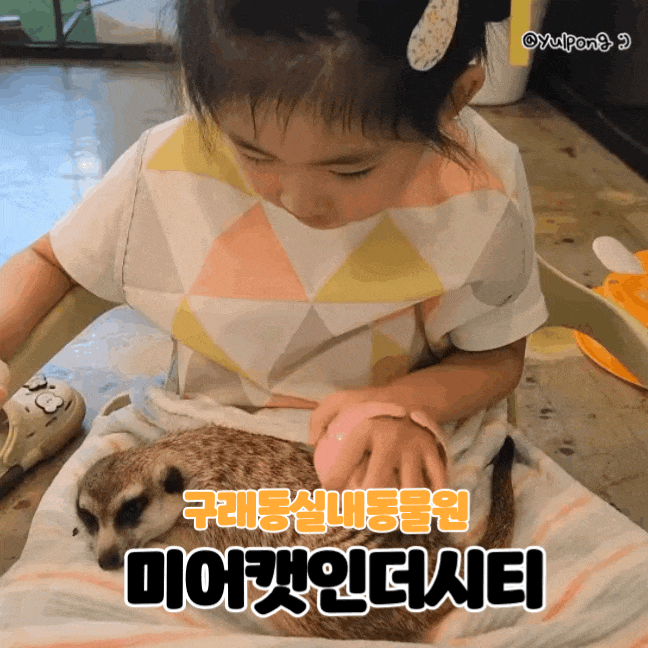  김포구래동 미어캣인더시티 고양이카페 아이와가볼만한곳