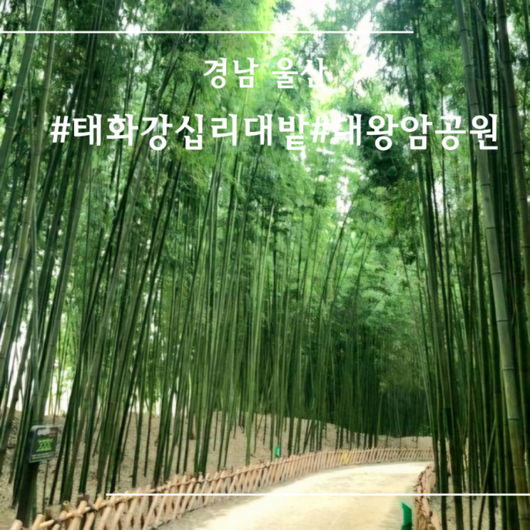  [ 울산 ] 대왕암공원 I 태화강 십리대밭 공원 I 울산 가볼만한 관광지 소개