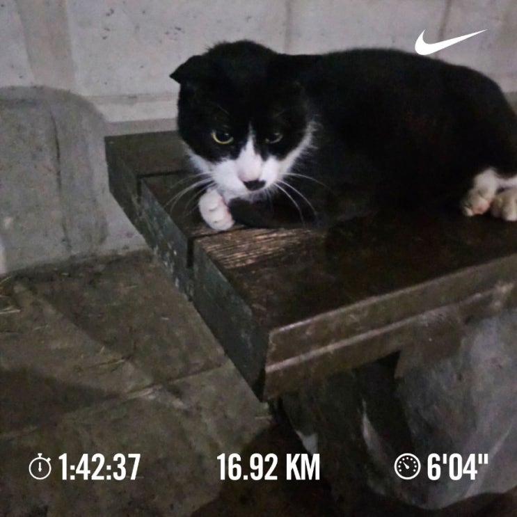 매일10km달리기 러닝챌린지1128일차