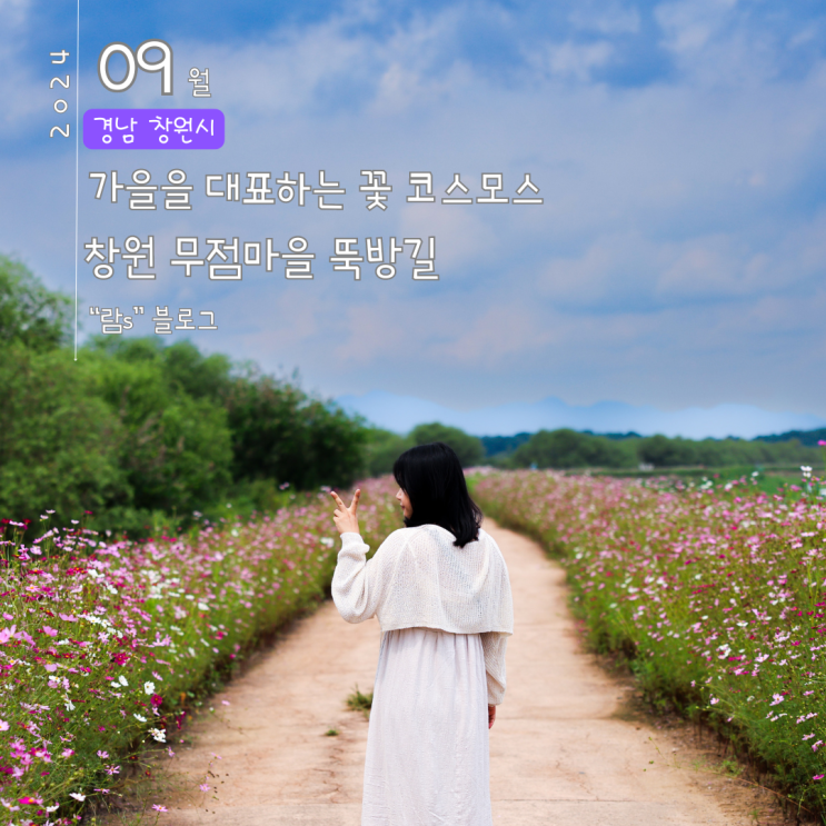  창원 코스모스 무점마을 뚝방길 주차 축제 일정