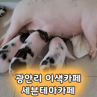 광안리 세븐테마카페 이색데이트 추천 장소, 동물체험, 족욕, 뷰맛집
