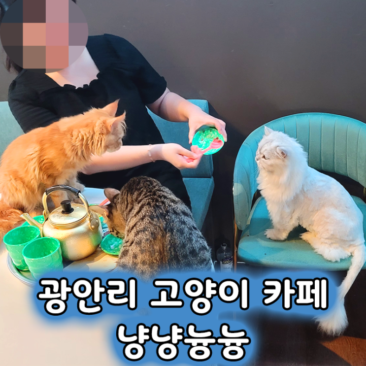  광안리고양이카페 냥냥늉늉 힐링과 기부를 동시에!