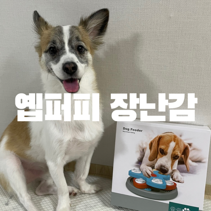  강아지 퍼즐 장난감 추천 분리불안 해소 옙퍼피 노즈워크