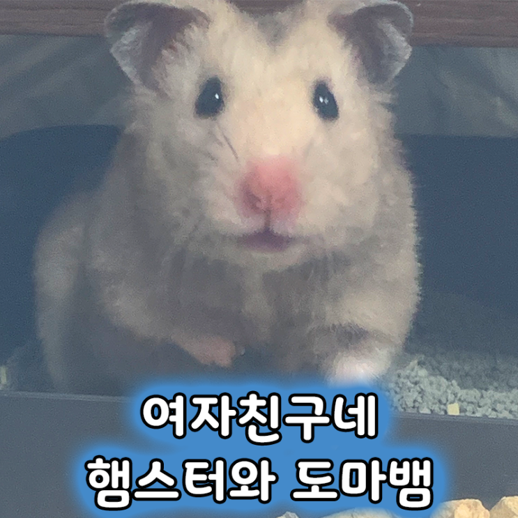  여자친구네 골든 햄스터와 제페니즈 게코 소개