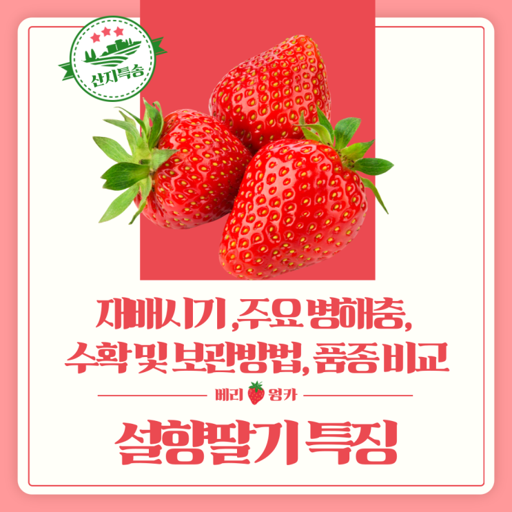  설향딸기의 특징과 맛, 재배시기, 주요 병해충, 수확 및 보관방법, 품종 비교