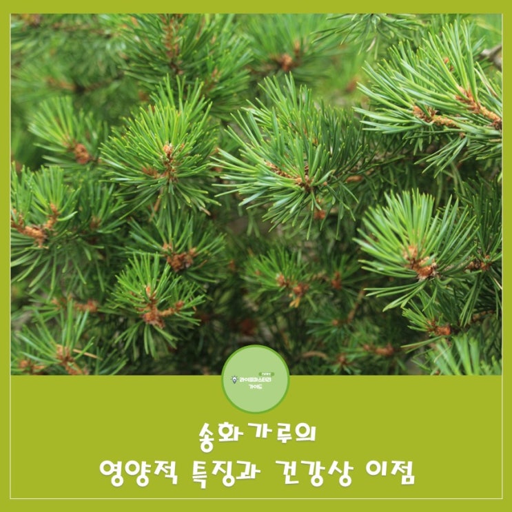  송화가루효능:면역력 증진,스트레스완화,피로회복,피부관리,미백|송화차|송화주
