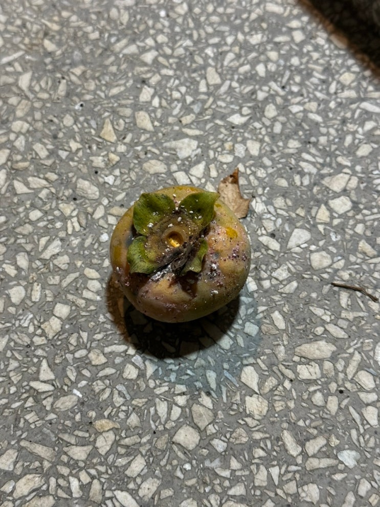  마당 감나무 흰가루병 발생! 치료할 수 있을까?