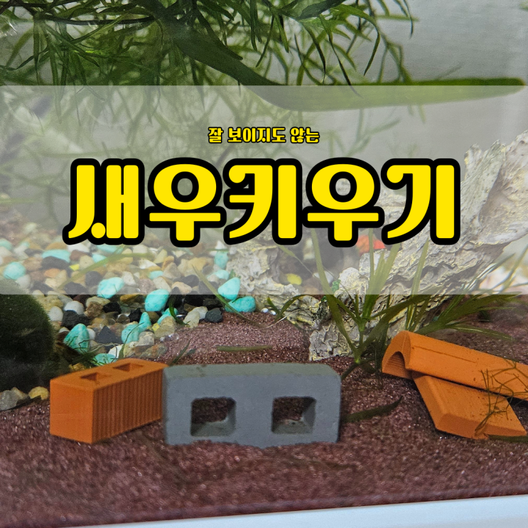 우리집에 새로온 친구들. 생이새우 키우기