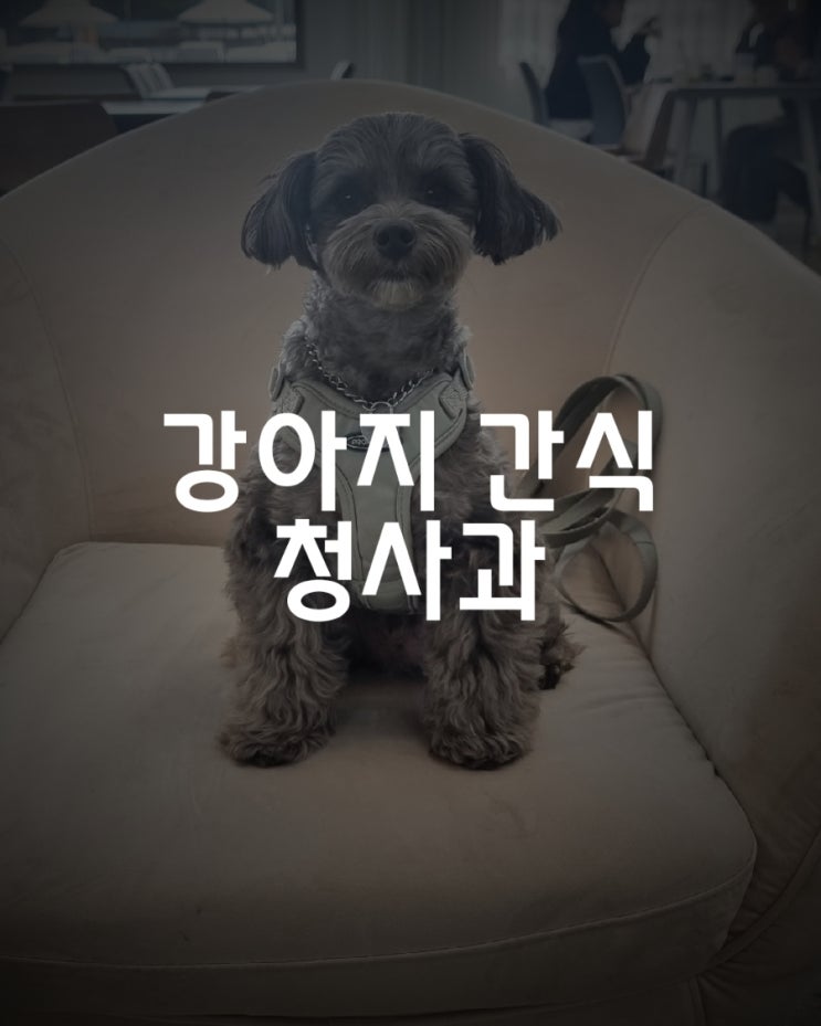  봉구와의 하루 강아지 간식 청사과