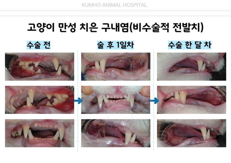  광주 고양이 치과 -4살 고양이의 만성 구내염으로 인한 비수술적 전발치 case [광주 치과 동물병원, 금호동 동물병원, 고양이 전발치, 고양이 발치, 고양이 구내염]