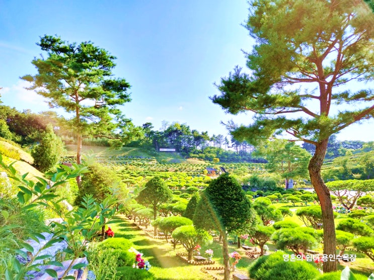  용인자연장 비용과 종류 자세하게