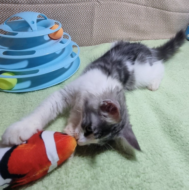  고양이 피부병의 종류와 원인 증상 치료