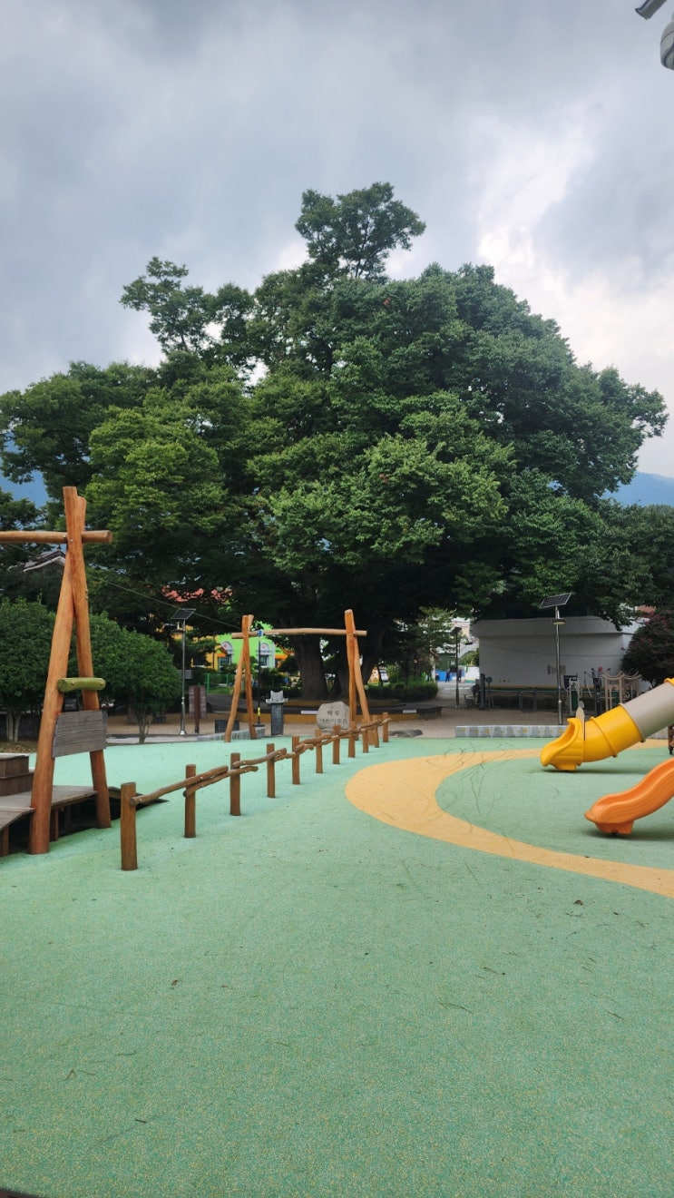  양산시 소주동 백동마을 느티나무