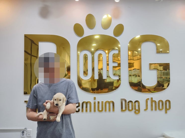  골든리트리버 분양 완료 ! 골든리트리버의 매력은?