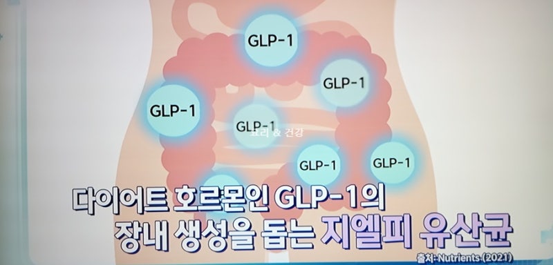 기분좋은날)지엘피유산균 효능 GLP-1호르몬생성 다이어트 돕는 GLP유산균 섭취시 주의점 : 네이버 블로그