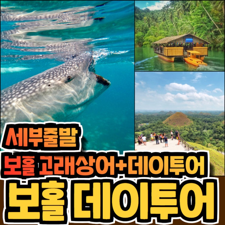  세부 출발 보홀 고래상어+데이투어