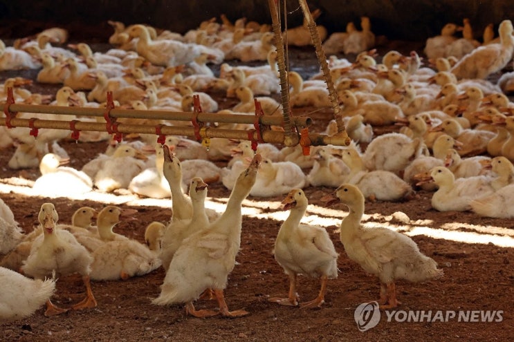 폭염에 닭·돼지·소 등 142만마리 폐사…보험금 210억원 지급 폭염에 닭·돼지·소 등 142만마리 폐사…보험금 210억원 지급