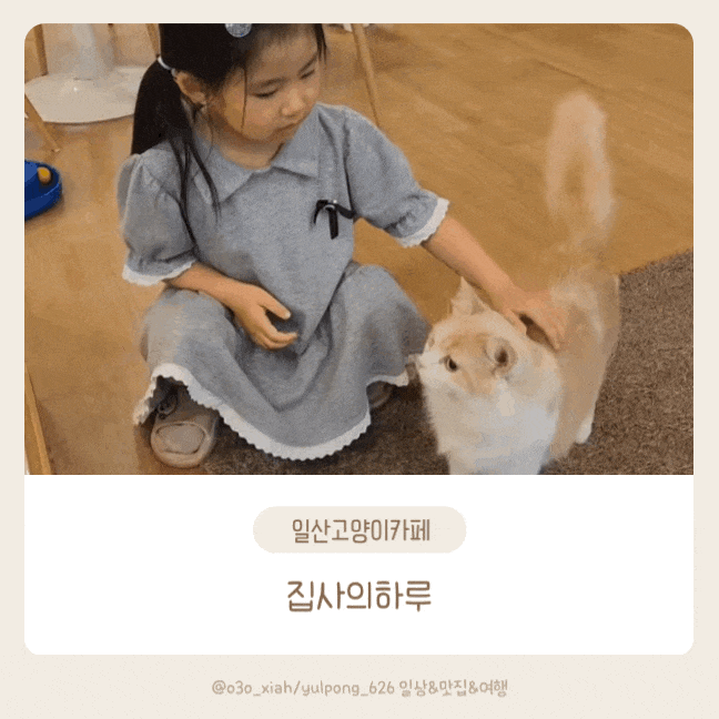  일산장항동 집사의하루 고양이카페 아이와가볼만한곳