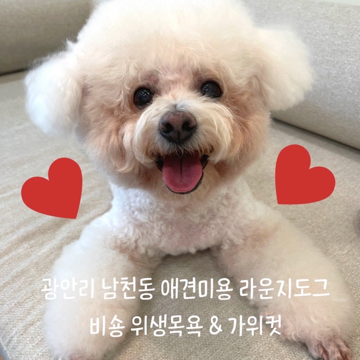  부산 남천동 강아지미용 잘하는 라운지도그에서 비숑 위생목욕 완료