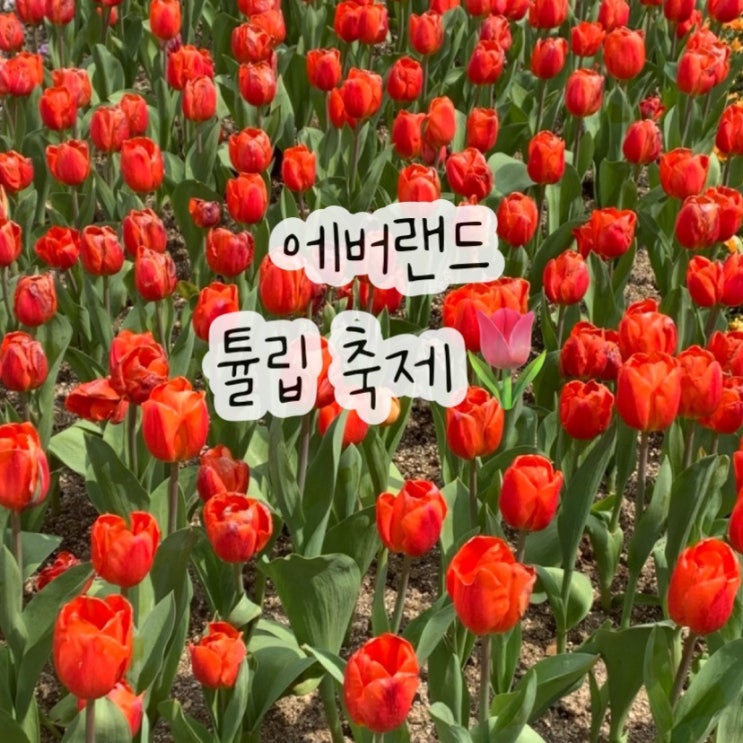  에버랜드튤립축제 포토존 인생사진