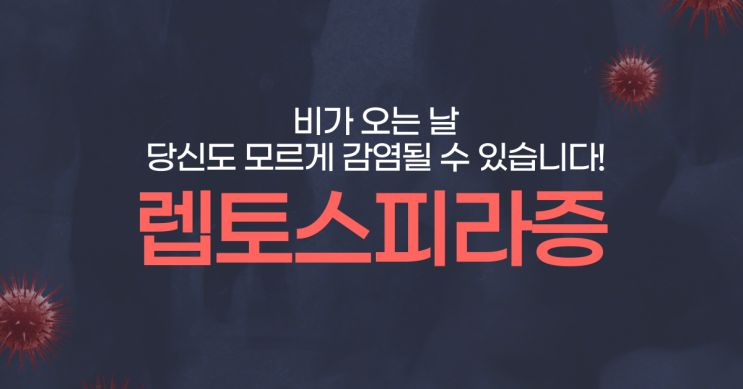  비가 오는 날 당신도 모르게 감염될 수 있습니다! 렙토스피라증 최신 뉴스와 예방 팁