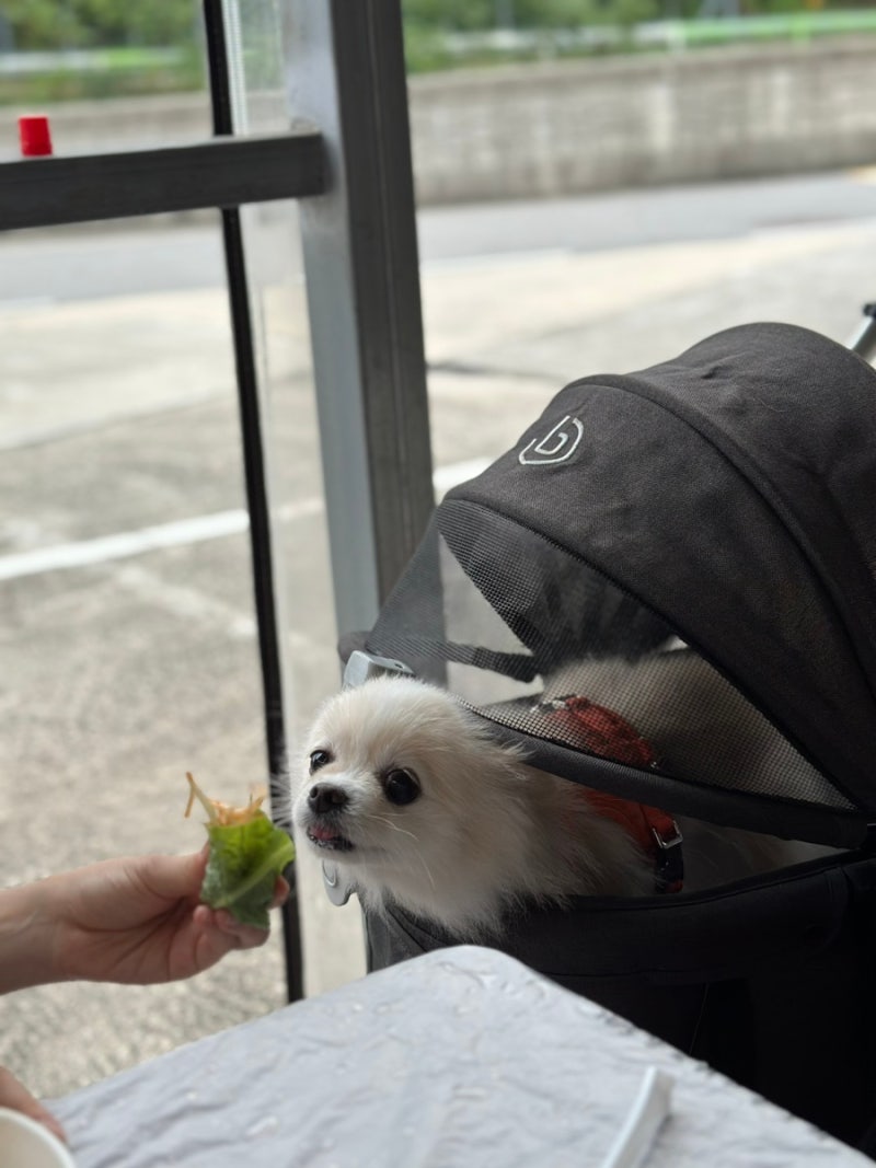 힐링캠프 애견동반펜션
