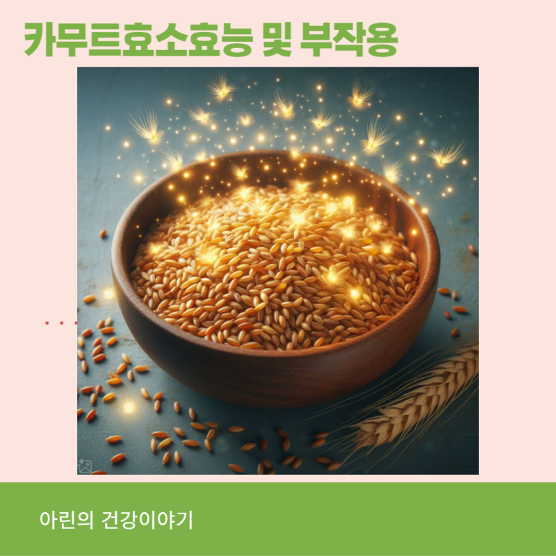 카뮤트효소 효능 및 부작용