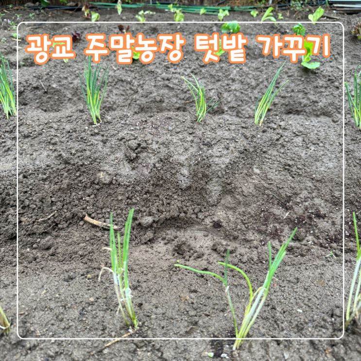  수원 광교 주말농장 텃밭가꾸기