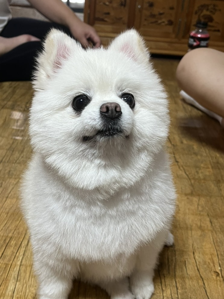  추석과 선물은 설레쟈냐 