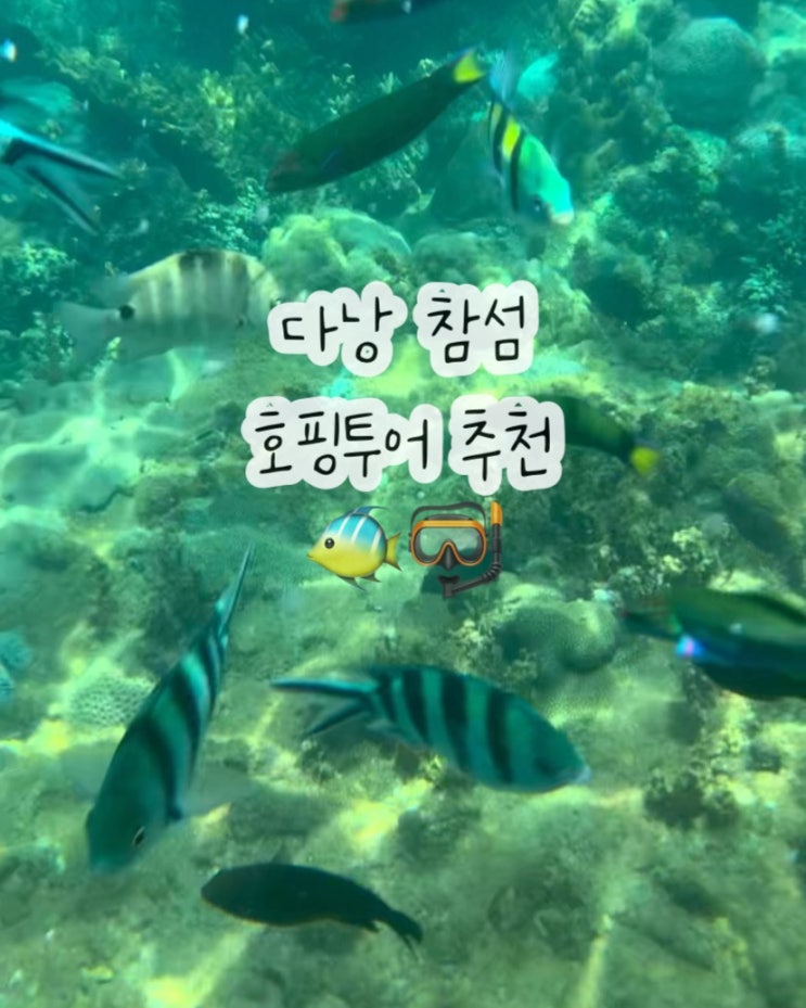  다낭 참섬 호핑투어 보물창고 자세한 후기와 물고기 영상