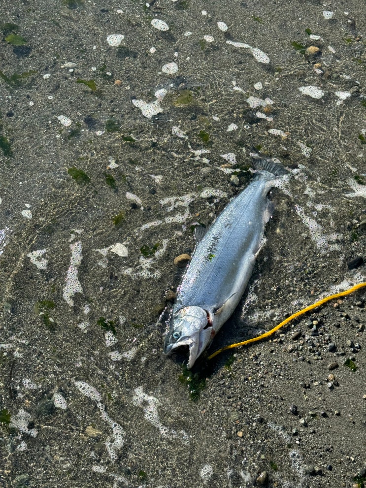  워싱턴주 은연어(Coho Salom) 바다낚시 시즌: 채비, 방법, 규칙, 포인트 등 은연어 낚시의 모든 것