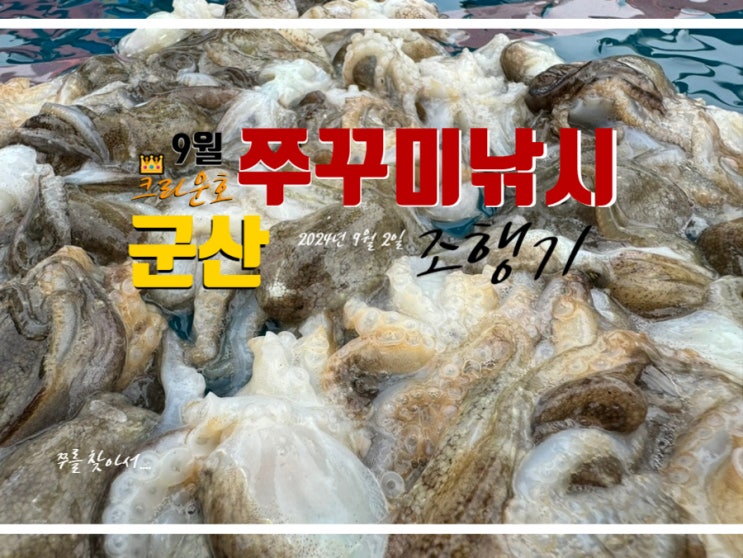  군산 쭈꾸미 시즌 배낚시 9월 조황 with 원낚시 크라운호