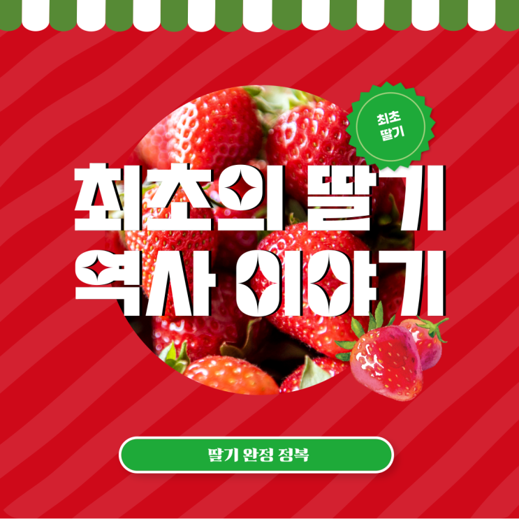  최초의 딸기의 역사 이야기