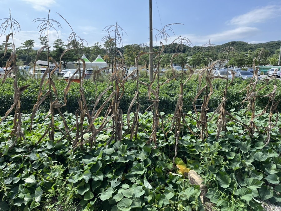 호반식당 사진 4