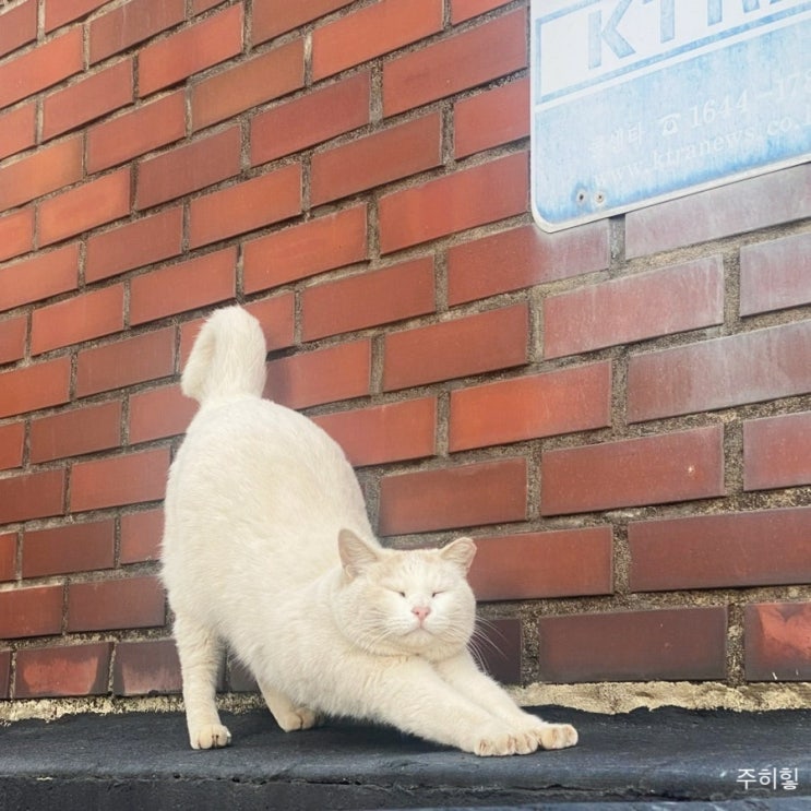  스페셜 포토덤프 시즌2 | 사진 모음집_고양이 ᧕