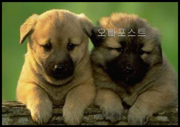  2022년 12생별 개띠 운세! 46~94년생 꿀팁
