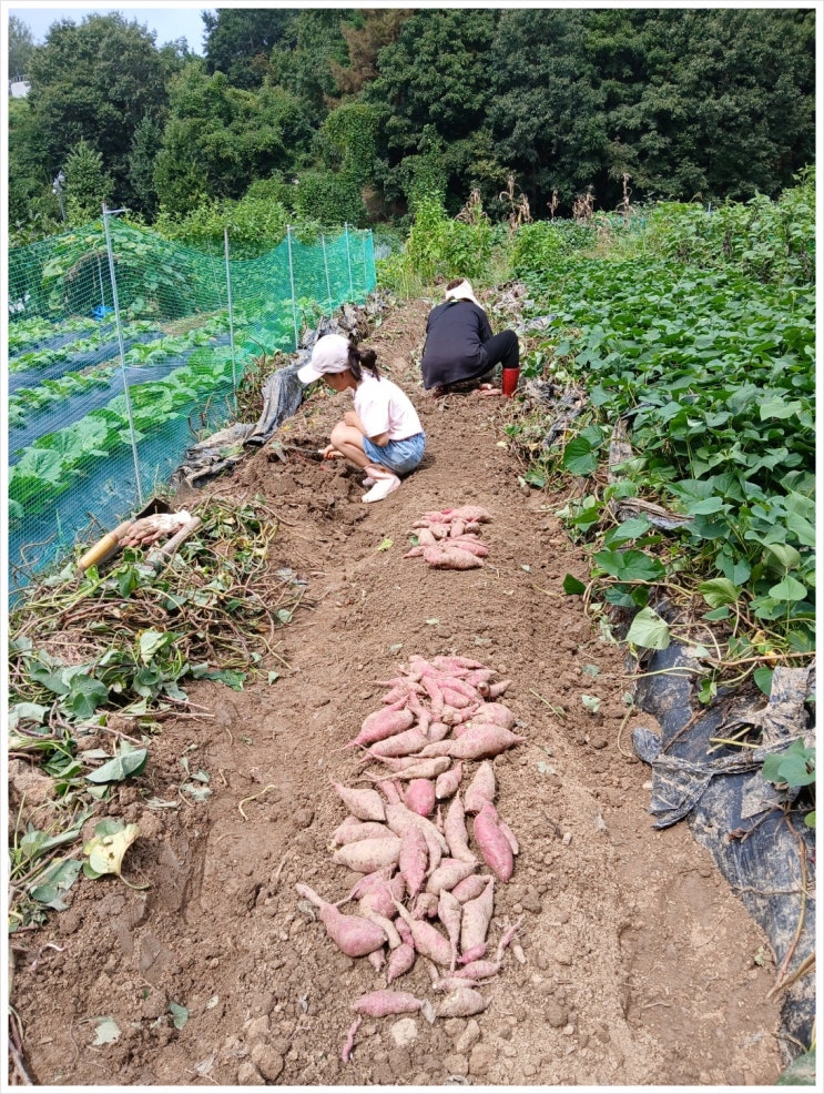  초등학교 교외체험학습 신청서+보고서 작성예시 (첨부파일有)