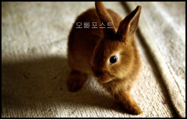  2022년 토끼띠 운세 판! 51년생, 63년생, 75년생, 87년생, 99년생의 운세는?