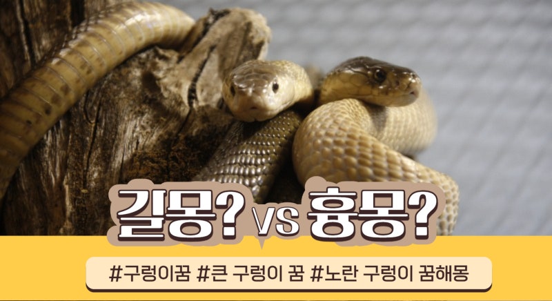 큰, 노란,검은 구렁이 꿈풀이