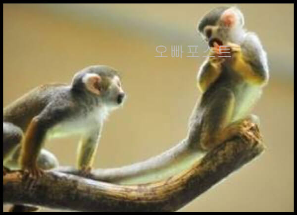  2022년 원숭이띠 운세: 44~92년생, 사업·건강·연애 예측